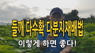 들깨 다수확 다분지재배 들깨농사 이렇게 해보세요. 순치기 들깨재배법