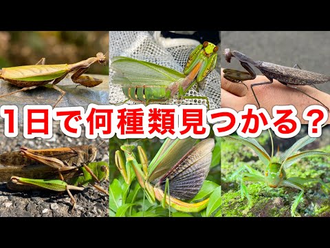 なぜツゲの蛾捕りを作るのですか？万全の予防！  庭園