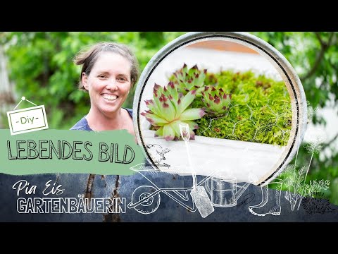 1 old picture frame + moss. So pretty! A living picture made of moss and houseleek.