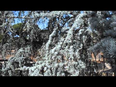 Cedro blanco: Cedrus atlantica var. pendula blanca