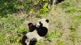 Pandatherapy HD 015 #panda #babypanda #pandalover #china #sichuan
