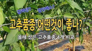 고추품종 비교 추천!! 올해 심은 고추품종 생육 및 특징 비교.. 다수확고추재배