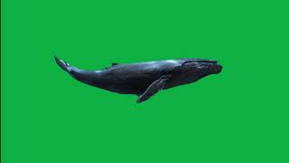 Download lagu Whale Green Screen | MH Creation | VFX | CGI | FREE GREEN SCREEN mp3