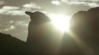 Penguin Protects Egg From African Sun | Africa | BBC Earth