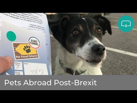 Pet Travel to the EU Post Brexit