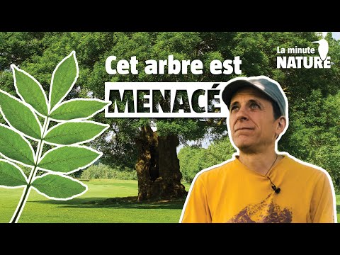 The secrets of the ash, a cosmic tree