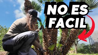 Empieza el CAMBIO en el jardincito de la finca: Limpiando la PALMERA, todo listo 🌴 Vlog289