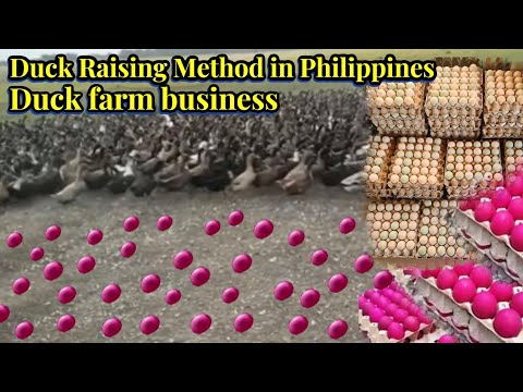 Duck raising method in the philippines || Duck farm business @troytv101