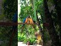 Rare Macaws Spotted Playing In Mexico Macaw Birds