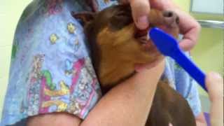 Brushing Your Dog's Teeth - CAC