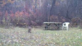 Bobcat again