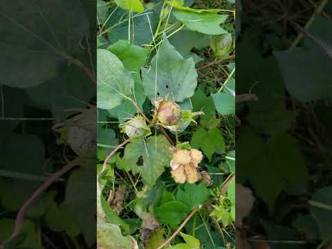 園芸 ワタ草、ワタ草、綿花