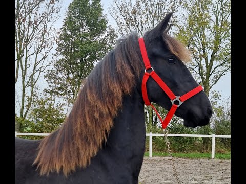 Stal Okkema: yearling mare - Jurre x Ait - 2020