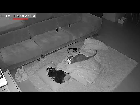 새벽 5시에 집사 깨우는 개냥이의 리얼한 영상