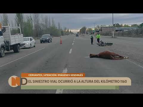 Ruta 22: una motociclista chocó contra un caballo en Cervantes