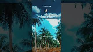 Download lagu STORY WA POHON KELAPA #shorts mp3