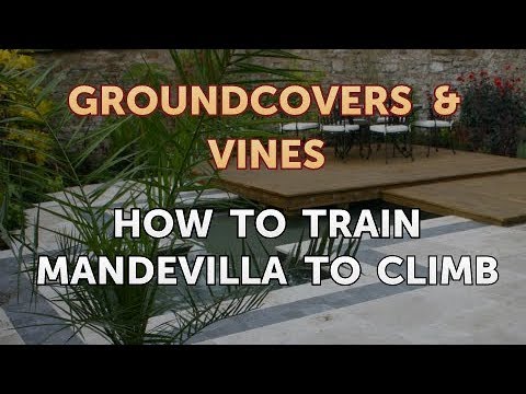 How to Grow a Trumpet Vine