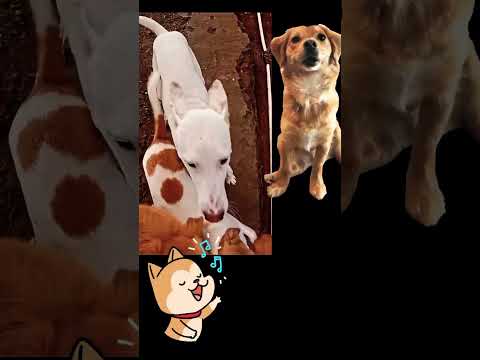 🤔in Guday...🦮🦮🦮🦮😟