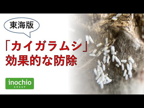 蘭のコナカイガラムシを駆除するにはどうすればよいですか?それらを永久に除去するための5つの自然な治療法  庭園