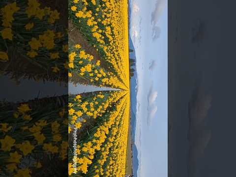Daffodils farm, Skagit Valley! #nature #travel #daffodils #seattle #spring #mountains #skagitvalley