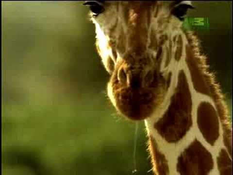 Fooled by Nature - Giraffe's Blue Tongue