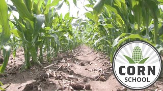 Corn School: Managing pre emerge herbicides in dry conditions