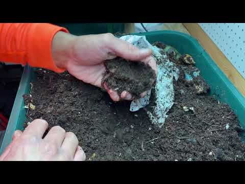 Vermicomposting|An Alternative To Outdoor Composting Bin