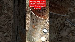 Download lagu Petani paling sabar adalah petani karet#shorts mp3 Download lagu Petani paling sabar adalah petani karet#shorts mp3