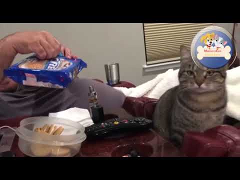 😻Funny Cat video😻