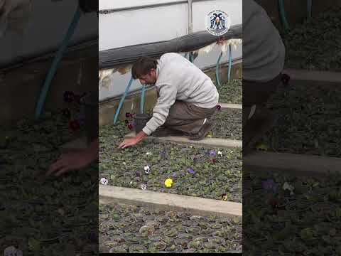 Erzincan’da Çiçekler toprakla buluşacak 06.03.2024