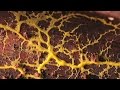 Lens of Time: Slime Lapse | bioGraphic