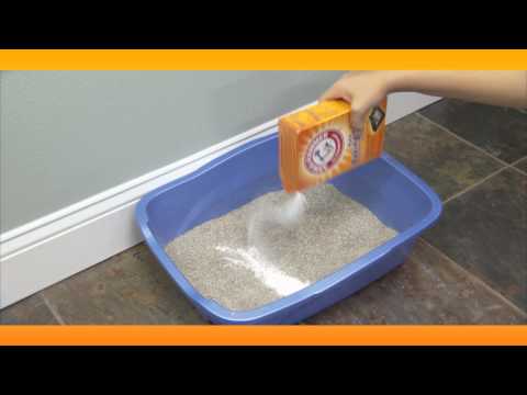 Eliminate Litter Box Smell: Baking Soda Solutions - YouTube