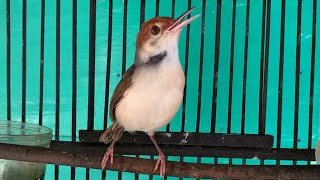 Download lagu Prenjak Coki BETINA Gacor Untuk PIKAT - Suara Pancingan AMPUH Pernjak Coki Bahan Agar Cepat Bunyi mp3