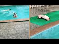 Corgi Flop In Swimming Pool Corgi Enjoy Swimming Pool