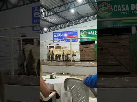 Uruana - go leilão beira da mata qualidade de novilhotas #leilao #gado #qualidade