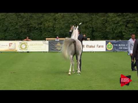 N.50 WORTEX KALLISTE - Chantilly 2017 World Cup - 3 Years Old Colts (Class 8)