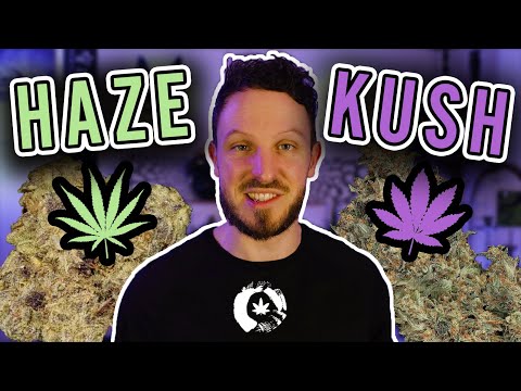 Unterschied zwischen Haze und Kush Cannabis