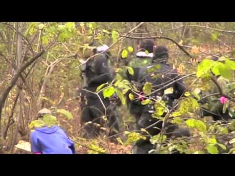 Jungle Rumble October 30 2011 (Part 3- 3)