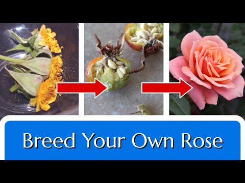 Breed Your Own Rose: Hybridize in 4 Steps