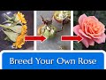 Breed Your Own Rose Hybridize In 4 Steps