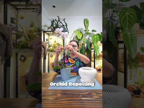 Phalaenopsis Orchid Repotting #orchid #phalaenopsis #repotting
