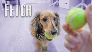 STELLA FINALLY LEARNED FETCH! - How I Taught Her