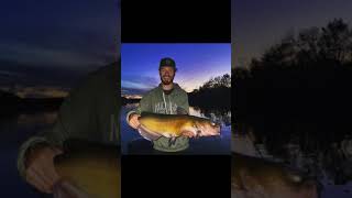 Big River Kittys