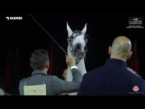 N 82 AK BEIRUT   Katara Int  Arabian Peninsula Horse Show 2023   Fillies 3 Years Old Class 3A