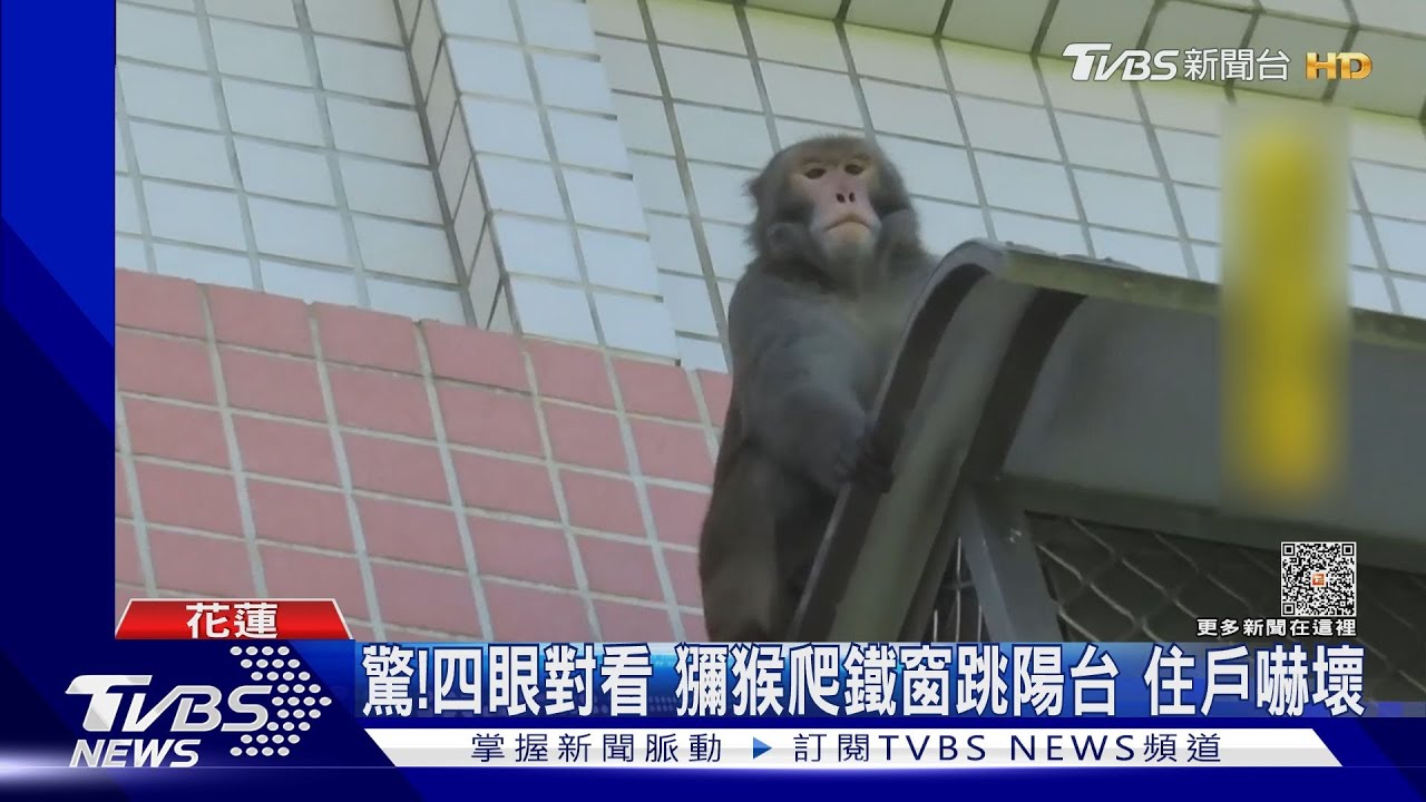 驚！四眼對看　獼猴爬鐵窗跳陽台住戶嚇壞