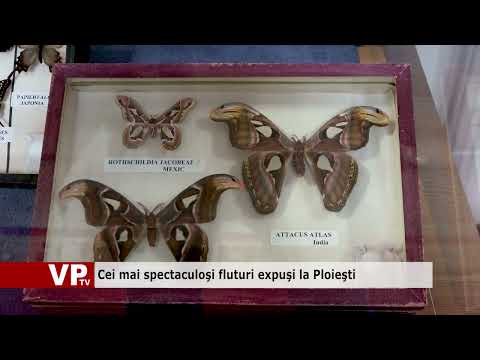 Cei mai spectaculoşi fluturi expuşi la Ploieşti