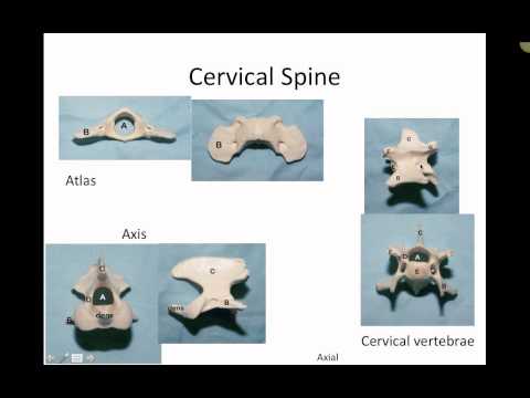 Skeletal Anatomy of Dogs and Cats [Part 2 of 2] (VETERINARY TECHNICIAN EDUCATIONAL VIDEO)