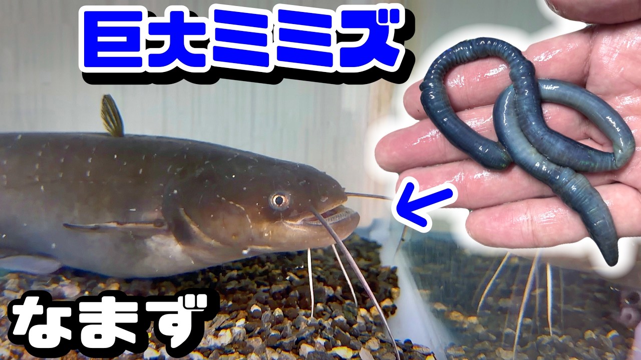 山に棲む巨大ミミズをウナギやナマズに食べさせる。