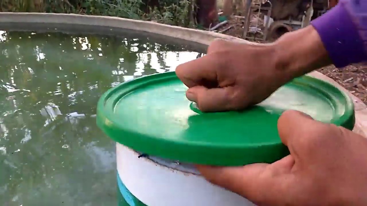 Biofiltro  - Parte 1 | A medusa | Sisteminha Embrapa Adaptado em São Vicente