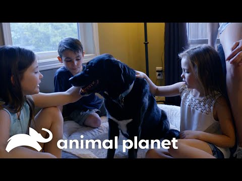 Best and Cutest Adoptions of Season 8! | Pit Bulls and Parolees | Animal Planet